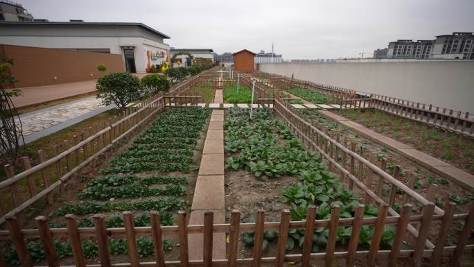 学校社区居民楼城市屋顶菜地菜园实拍原素材