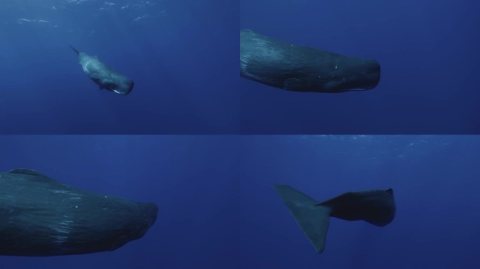 一头抹香鲸从深蓝色中浮出水面，呈现出短暂而迷人的相遇，然后优雅地回到广阔的海洋。