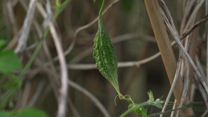 伟大的特写镜头的Cerasee喀拉拉邦苦瓜植物与喀拉拉邦挂在藤蔓用来制作草药健康茶有利于减肥