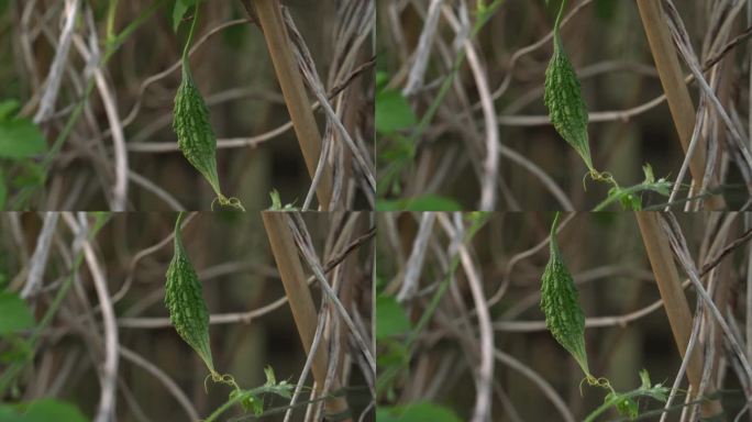 伟大的特写镜头的Cerasee喀拉拉邦苦瓜植物与喀拉拉邦挂在藤蔓用来制作草药健康茶有利于减肥