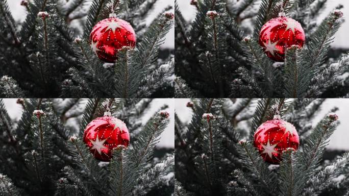 一个明亮闪亮的红色球挂在蓝色云杉，圣诞节的概念