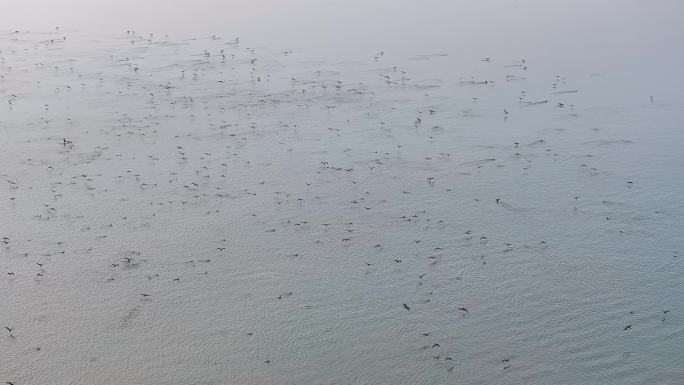 深圳生态深圳湾候鸟鸬鹚航拍