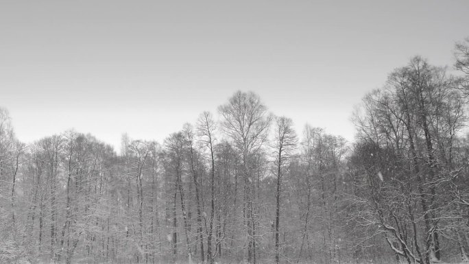 美丽的白色冬天和树木与飘落的雪花，循环。森林。