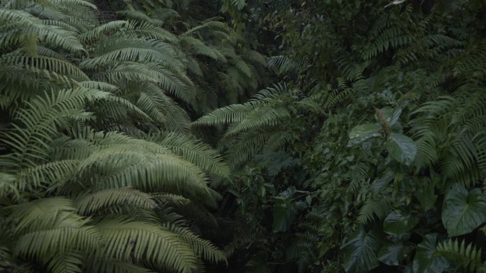 丛林中蕨类植物的细节