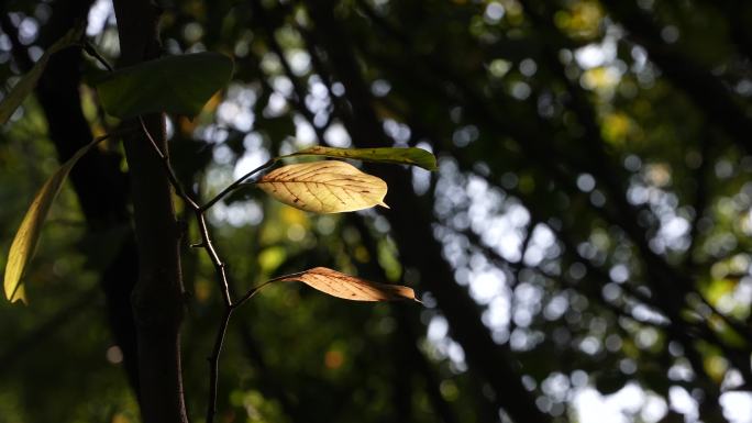 秋天树林唯美树叶阳光安静实拍原素材