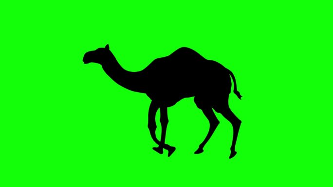 在绿色背景上的骆驼行走剪影动画。4K(色度键)