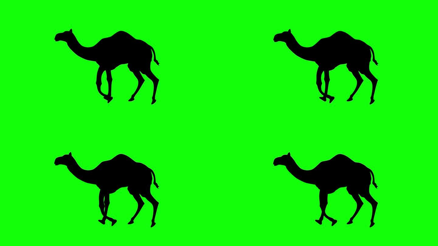 在绿色背景上的骆驼行走剪影动画。4K(色度键)