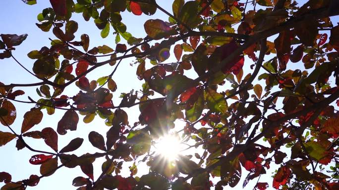 树叶阳光特写仰拍仰望阳光穿透穿过树叶照射