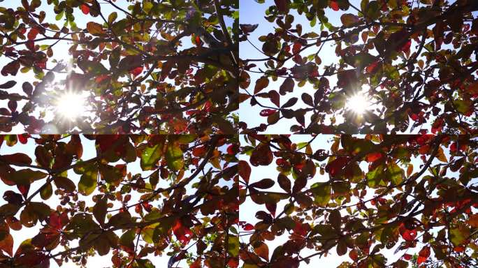 树叶阳光特写仰拍仰望阳光穿透穿过树叶照射