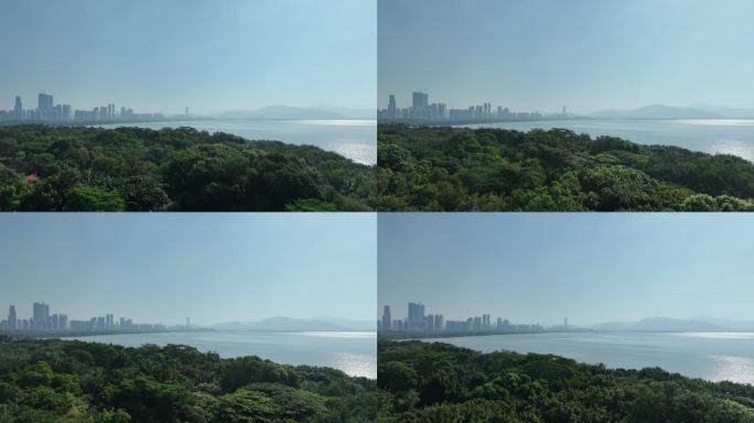 深圳湾红树林航拍福田红树林海滨生态公园