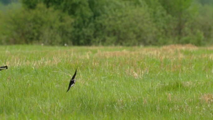 一群谷仓燕子优雅地飞过绿色的草地。谷仓燕子或Hirundo Rustica，也叫马丁。神奇的鸟飞。谷