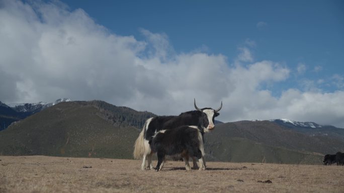 4K30帧石卡雪山的草甸上牦牛幼崽在喝奶