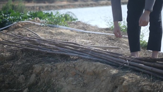 四季豆种植过程