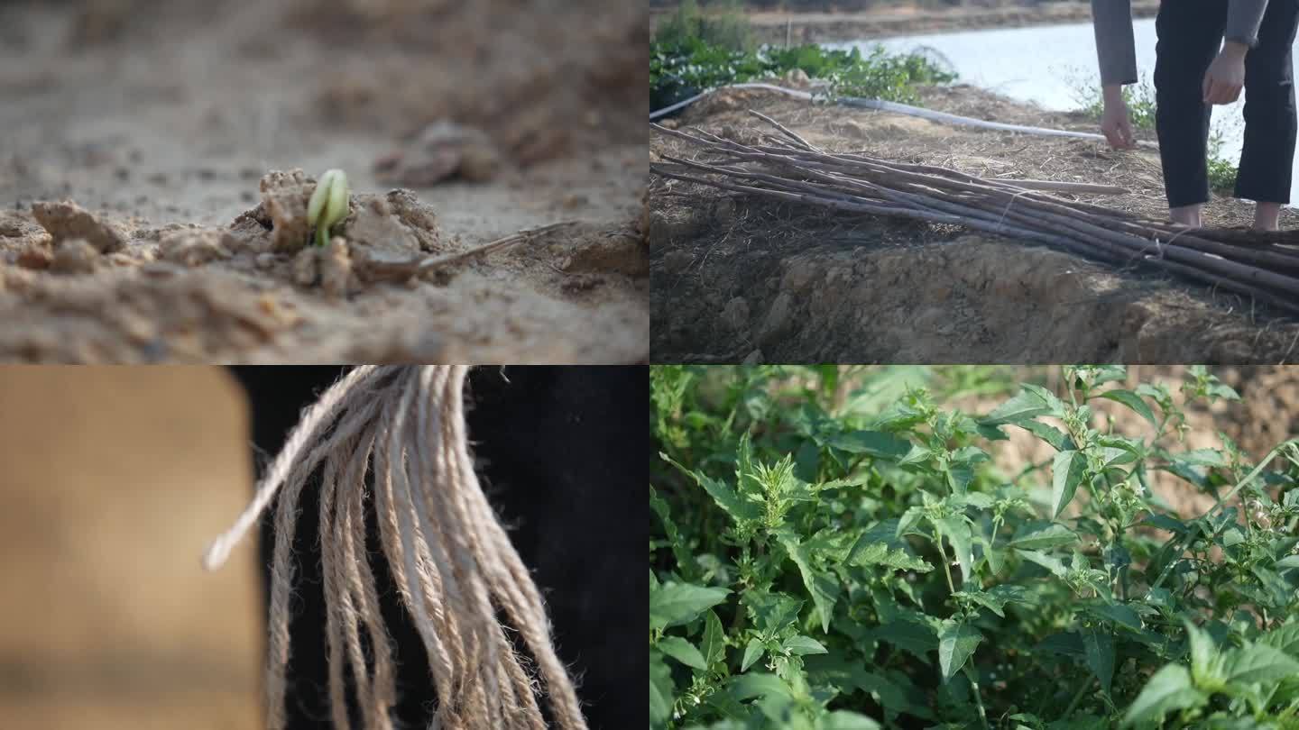 四季豆种植过程