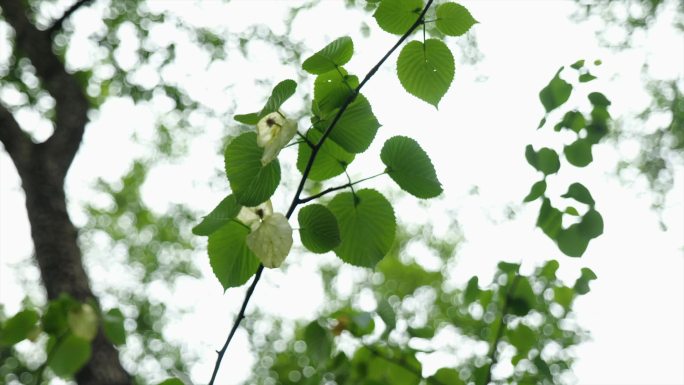 珍稀植物 珙桐树 鸽子花 4K素材