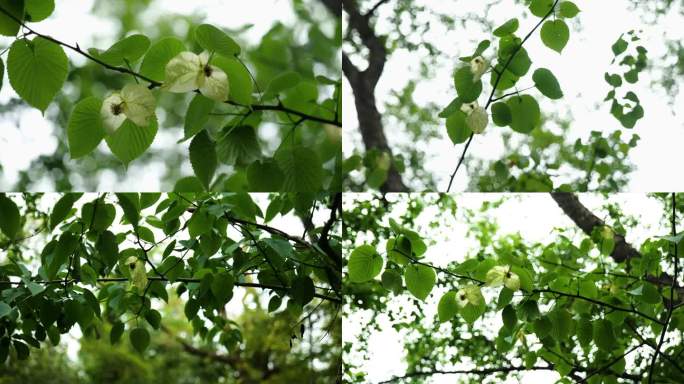 珍稀植物 珙桐树 鸽子花 4K素材