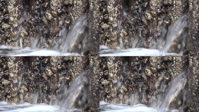 北海瓦登海木桩上的贻贝，贻贝科