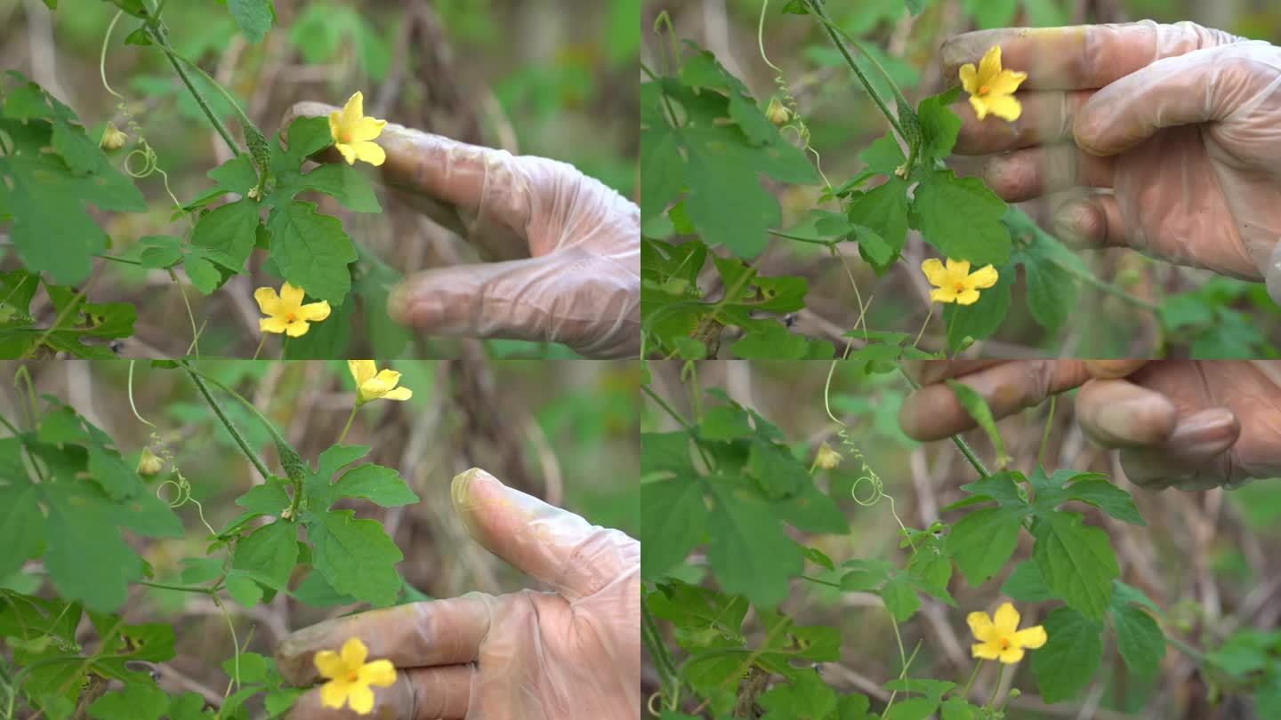 手触摸花和Cerasee喀拉拉邦苦瓜植物，喀拉拉邦挂在藤蔓上，用来制作草药健康茶，有利于减肥