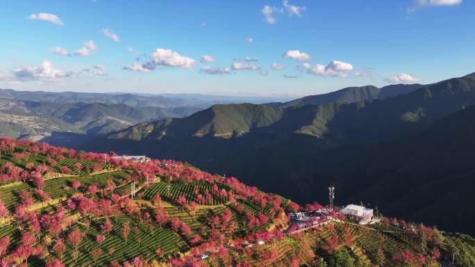 无量山樱花谷