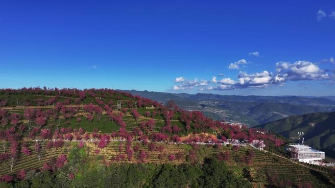 无量山樱花谷