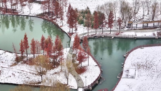 航拍湿地公园雪景树林湖岛木屋鸟类杉树木