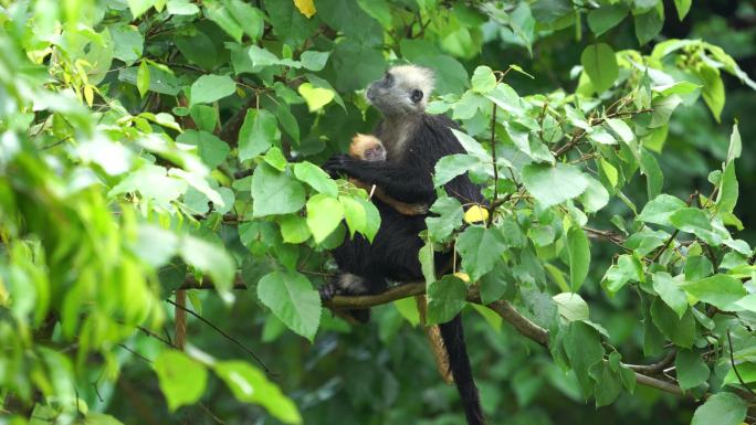 叶猴妈妈带小叶猴雨中进食 雨猴 场景篇