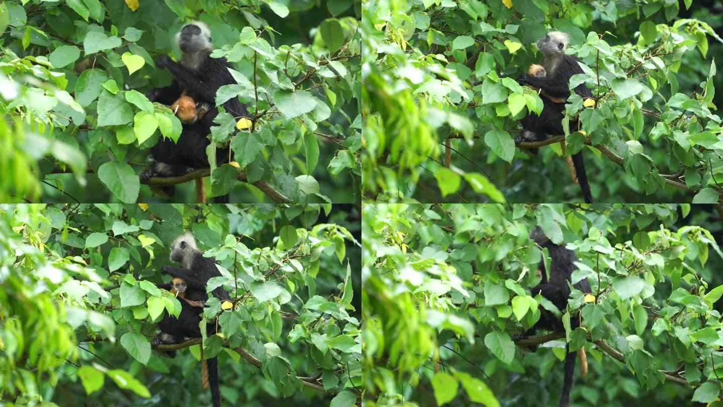 叶猴妈妈带小叶猴雨中进食 雨猴 场景篇