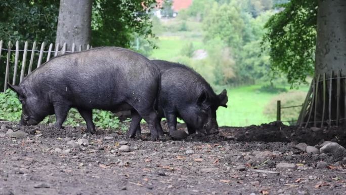 两只黑皮肤的成年猪在农场挖地(温顿，柯克比斯蒂芬，英国)