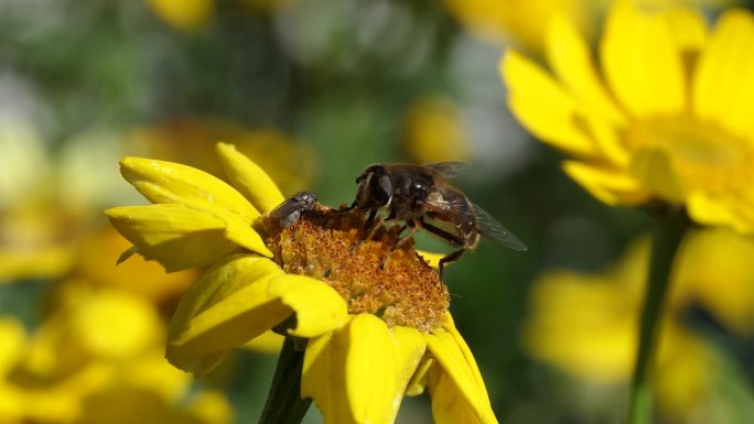 蜜蜂和食蚜蝇在玉米上，在一个阳光明媚的夏日花园的万寿菊上
