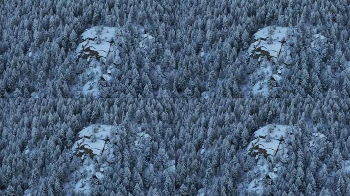 科罗拉多州圣诞节阴影冷蓝色落基山脉下雪下冰霜第一雪松树森林常绿莫里森丹佛山蓝天埃文斯电影空中无人机圈
