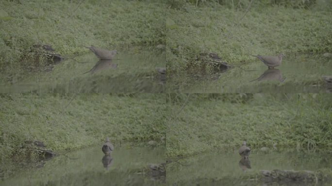 野生动物 珠颈斑鸠