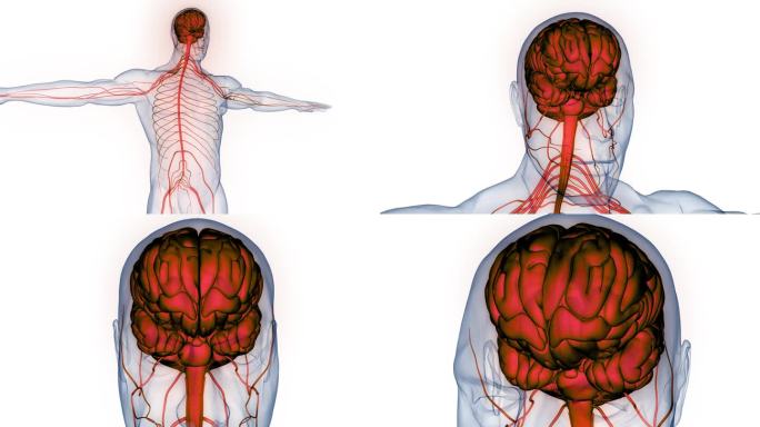 人体神经系统中枢器官脑解剖动画概念
