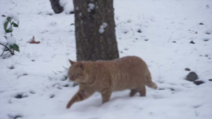 雪中行走的猫