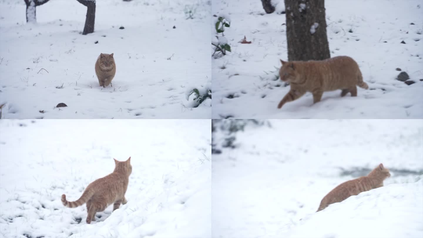 雪中行走的猫