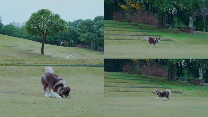公园草坪遛狗玩耍