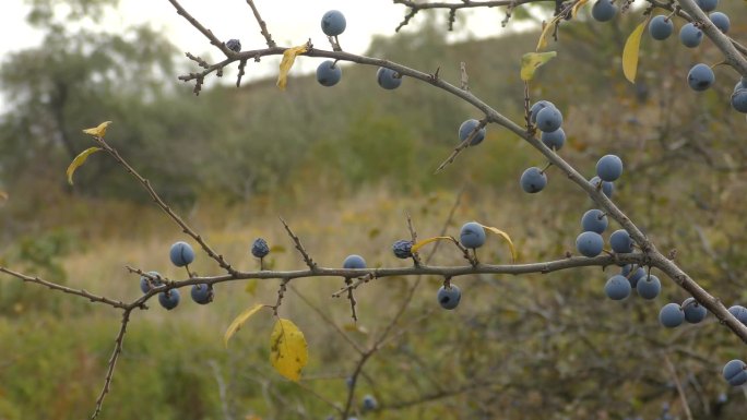 黑刺李(Prunus spinosa)的蓝色果实。