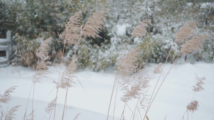 雪景芦苇