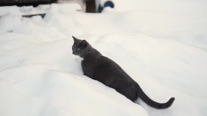 冬天在户外散步的猫。一只虎斑猫正在乡下的一场大雪中跳跃。下雪。被遗弃的灰猫。家畜在寒冷的户外。猫在四