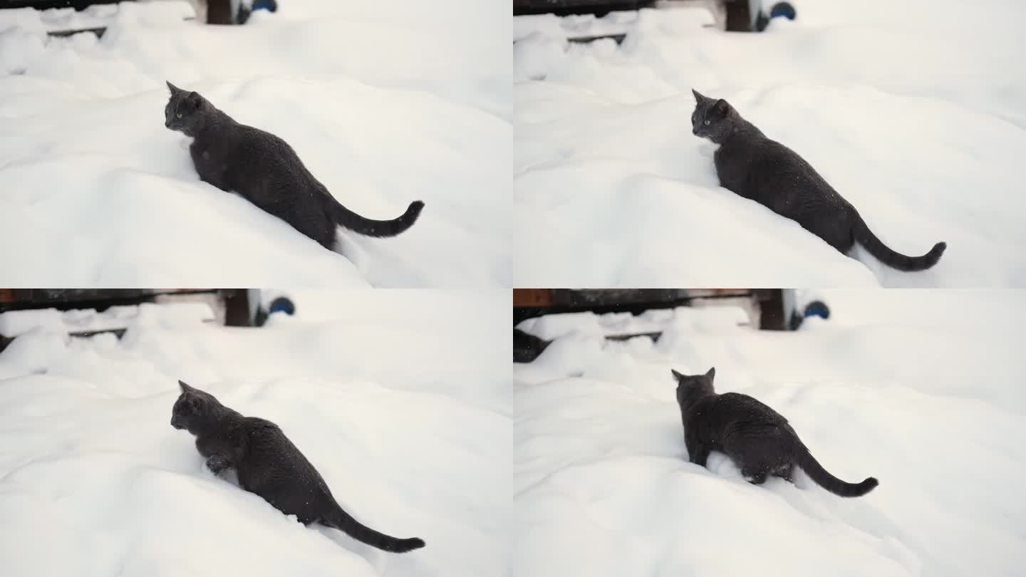 冬天在户外散步的猫。一只虎斑猫正在乡下的一场大雪中跳跃。下雪。被遗弃的灰猫。家畜在寒冷的户外。猫在四
