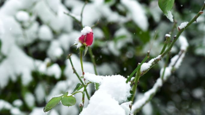 冬天大雪纷飞风雪中的玫瑰花花蕾