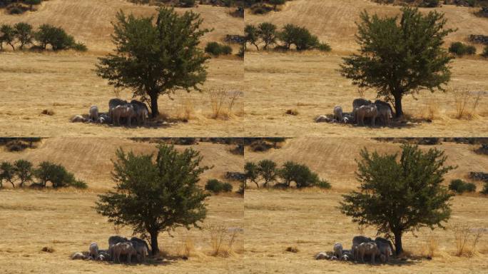 在一个非常炎热的夏天，一群羊在一个干燥的地方的树荫下
