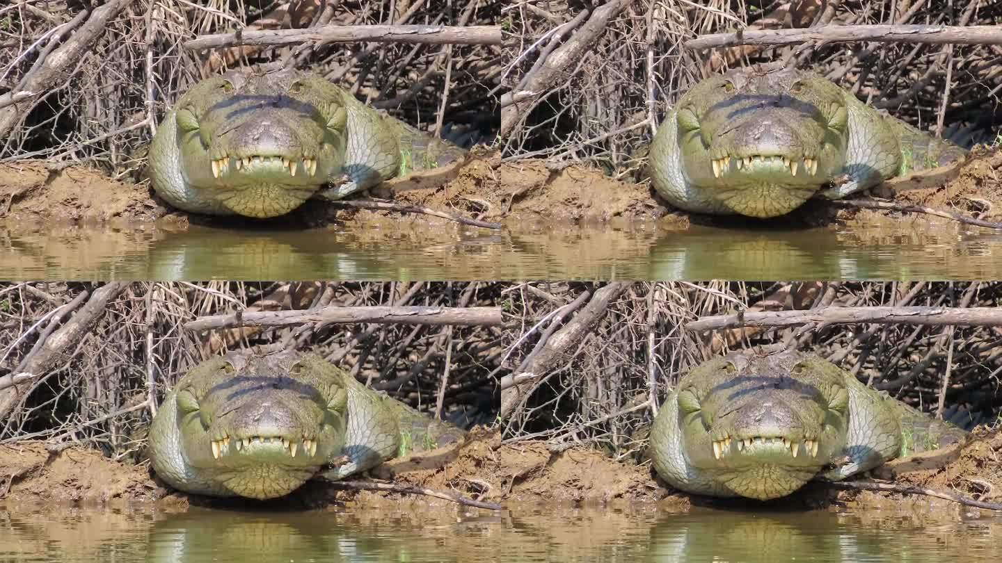鳄鱼在水里