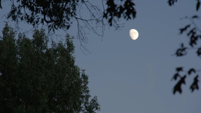 月亮夹在两棵枝繁叶茂的树冠之间，在黄昏的天空中投下银色的光芒。画在阴影中的树叶与发光的球体形成对比。