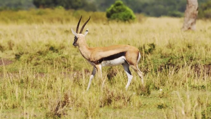 肯尼亚马赛马拉，非洲野生动物园马赛马拉北部保护区，热带稀树草原和灌木丛中孤立的瞪羚甩尾巴的慢动作镜头