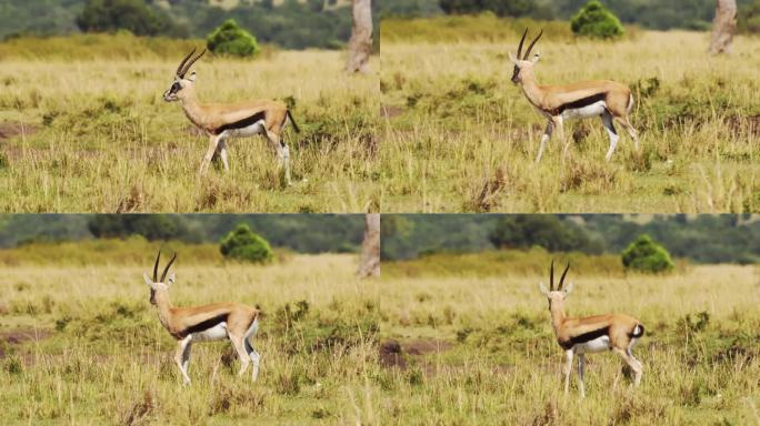 肯尼亚马赛马拉，非洲野生动物园马赛马拉北部保护区，热带稀树草原和灌木丛中孤立的瞪羚甩尾巴的慢动作镜头