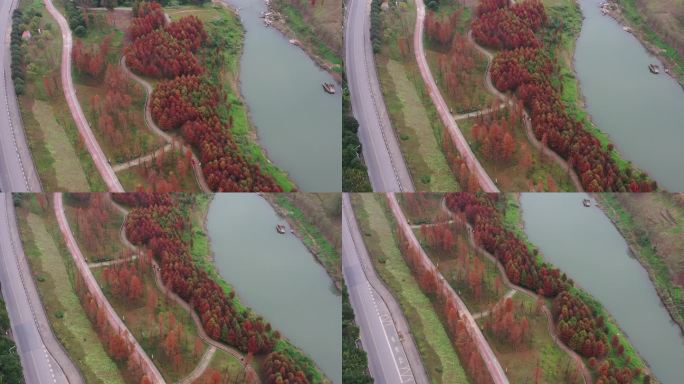 航拍重庆北碚水土竹溪河公园落雨杉森林风光