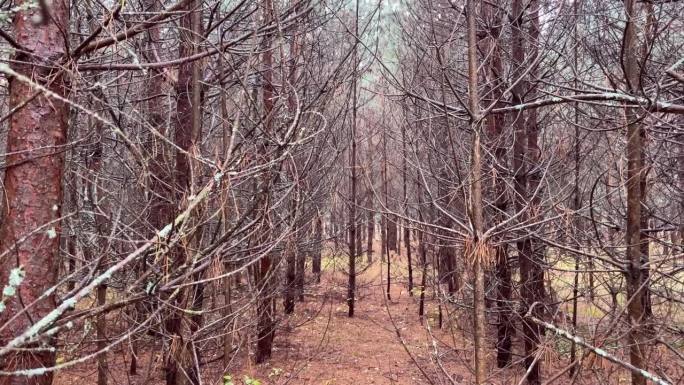 秋天，松林里铺着一层干燥的秋叶。一条穿过美丽的秋天森林的小路，上面铺着一层干燥的棕色树叶。