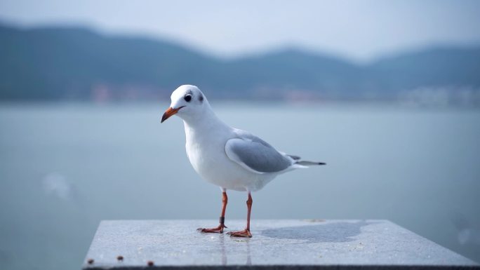 昆明海埂大坝红嘴鸥60帧