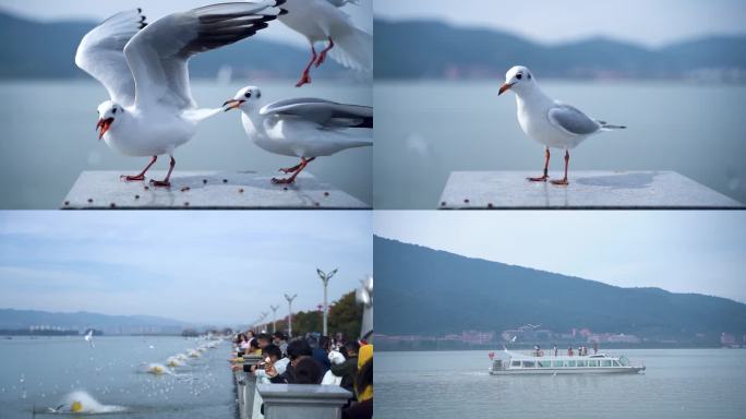 昆明海埂大坝红嘴鸥60帧