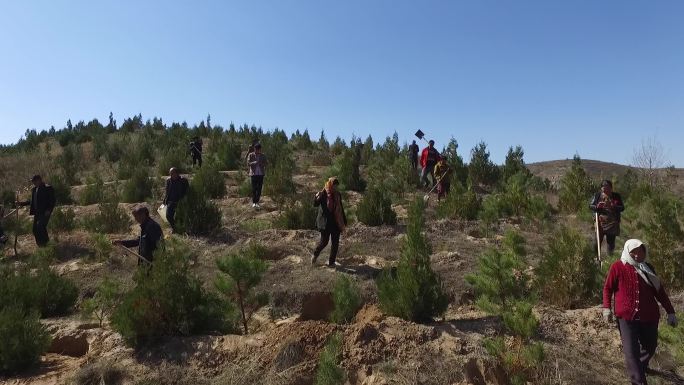 山坡 黄土高坡 陕北延安 黄土 树林